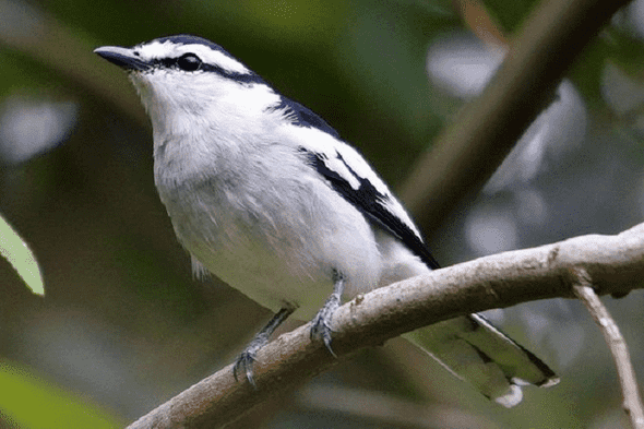 mengenal jenis burung kapasan dan karakteristiknya